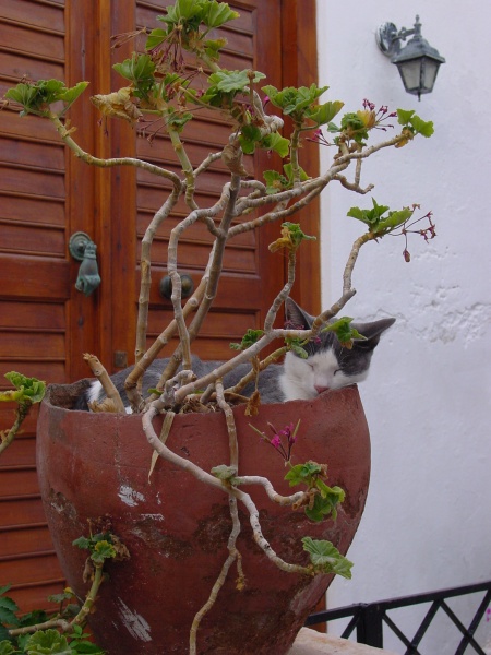 Naxos Katze 1 im Blumentopf.JPG -                                